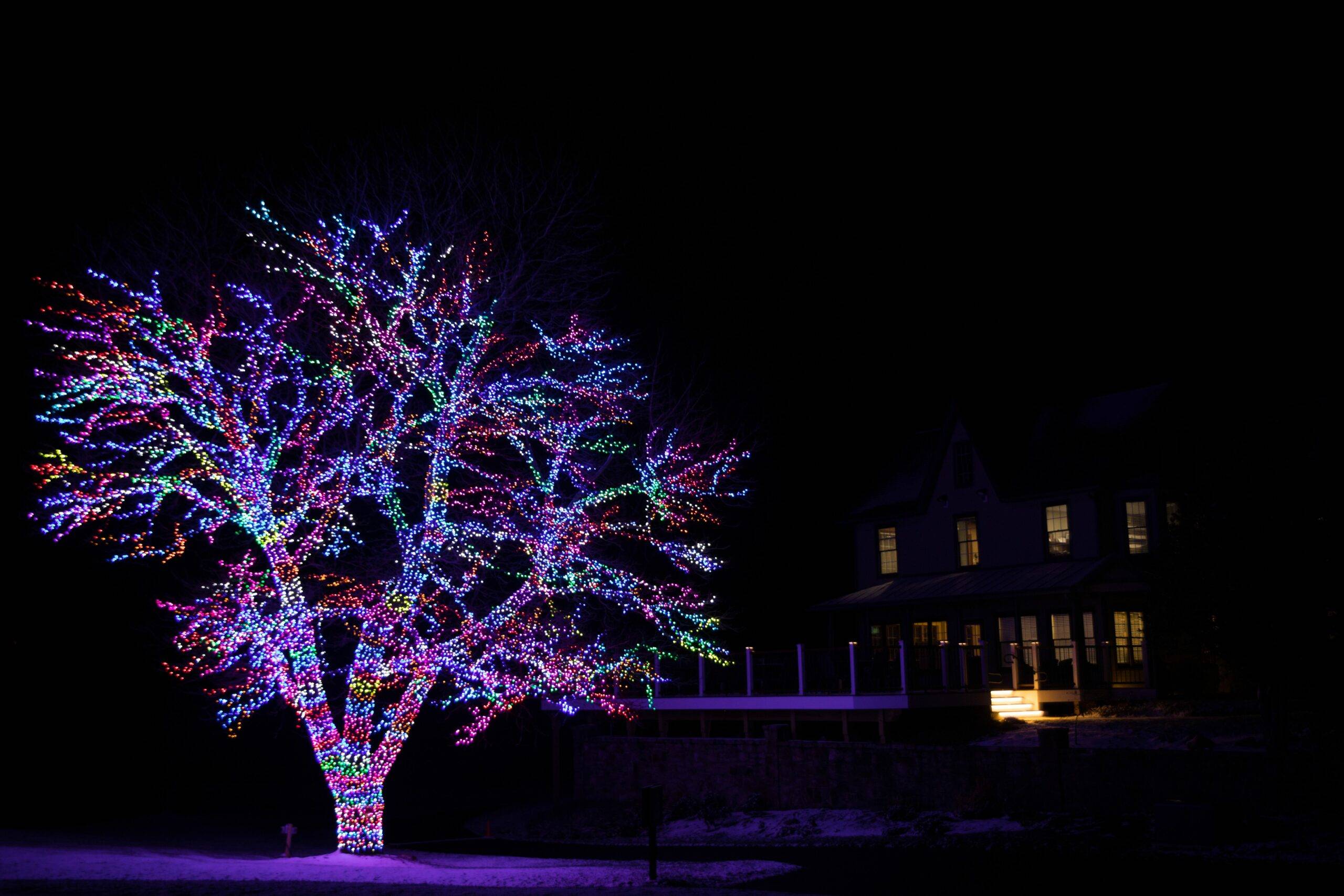 Magic Tree at Olde Homestead Tree with red, green, blue, and yellow holiday lights